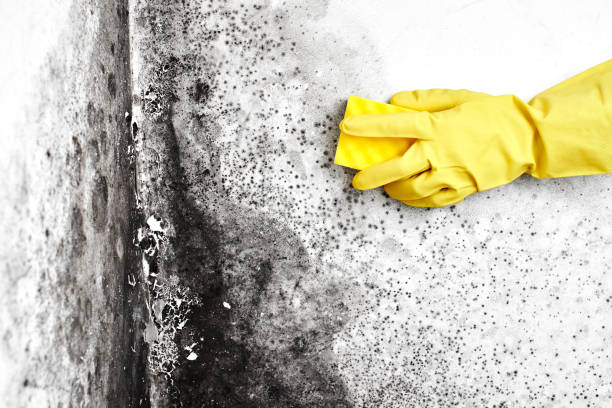 Best Commercial Mold Removal  in Aspen, CO