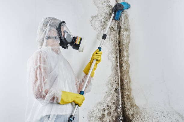 Best Mold Testing  in Aspen, CO