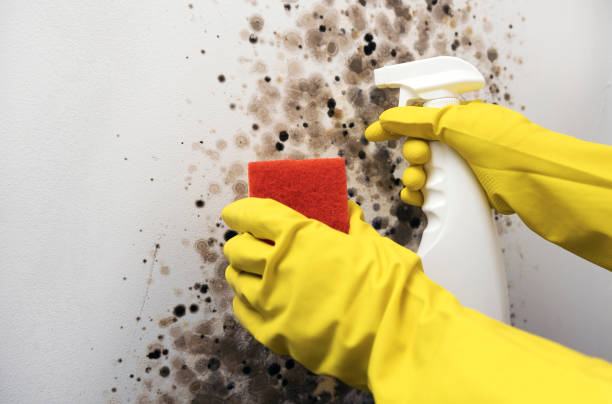 Best Local Mold Removal Service  in Aspen, CO