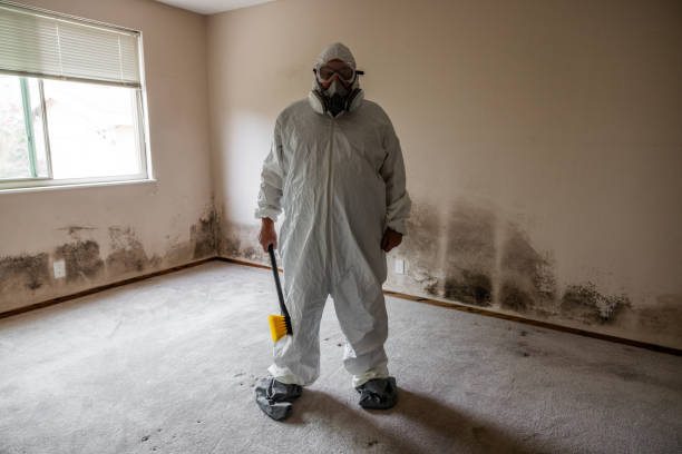 Professional Mold Removal in Aspen, CO