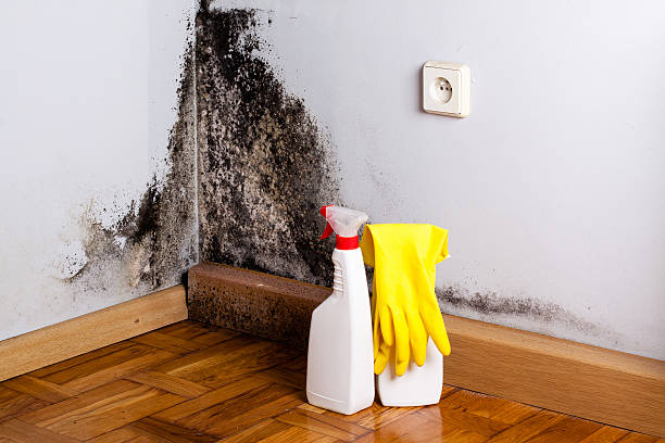 Best Crawl Space Mold Removal  in Aspen, CO